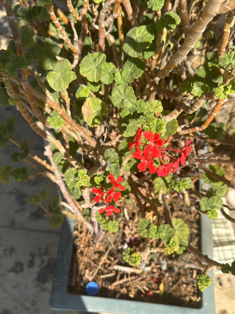 L'immagine mostra un geranio in un vaso da fiori. La pianta mostra le sue tipiche foglie rotonde e fiori rosso vivo.