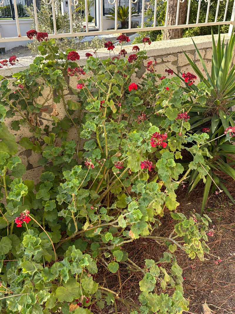 Si vede un grande geranio con numerose foglie rotonde e fiori rossi. La pianta cresce in un giardino davanti a un muro di pietra.