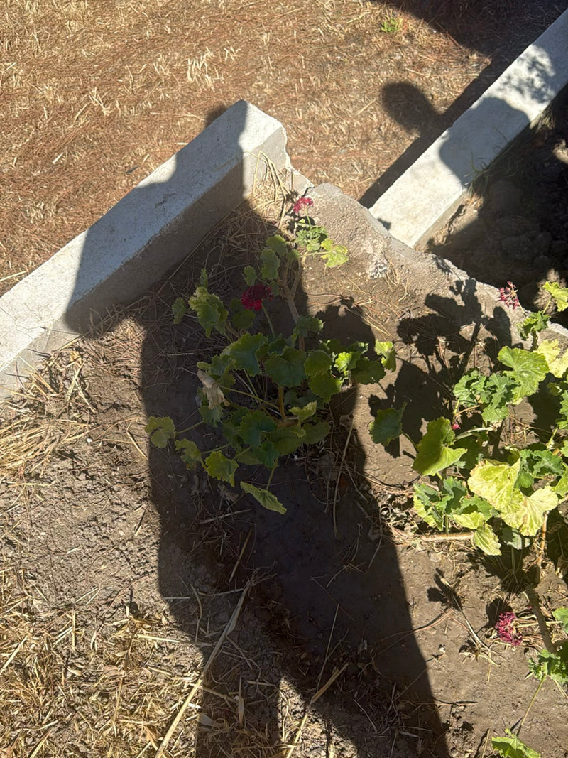 L'immagine mostra un geranio con foglie verdi e fiori rossi che cresce in un'aiuola. La foto riprende la pianta dall'alto all'interno di un bordo in pietra.