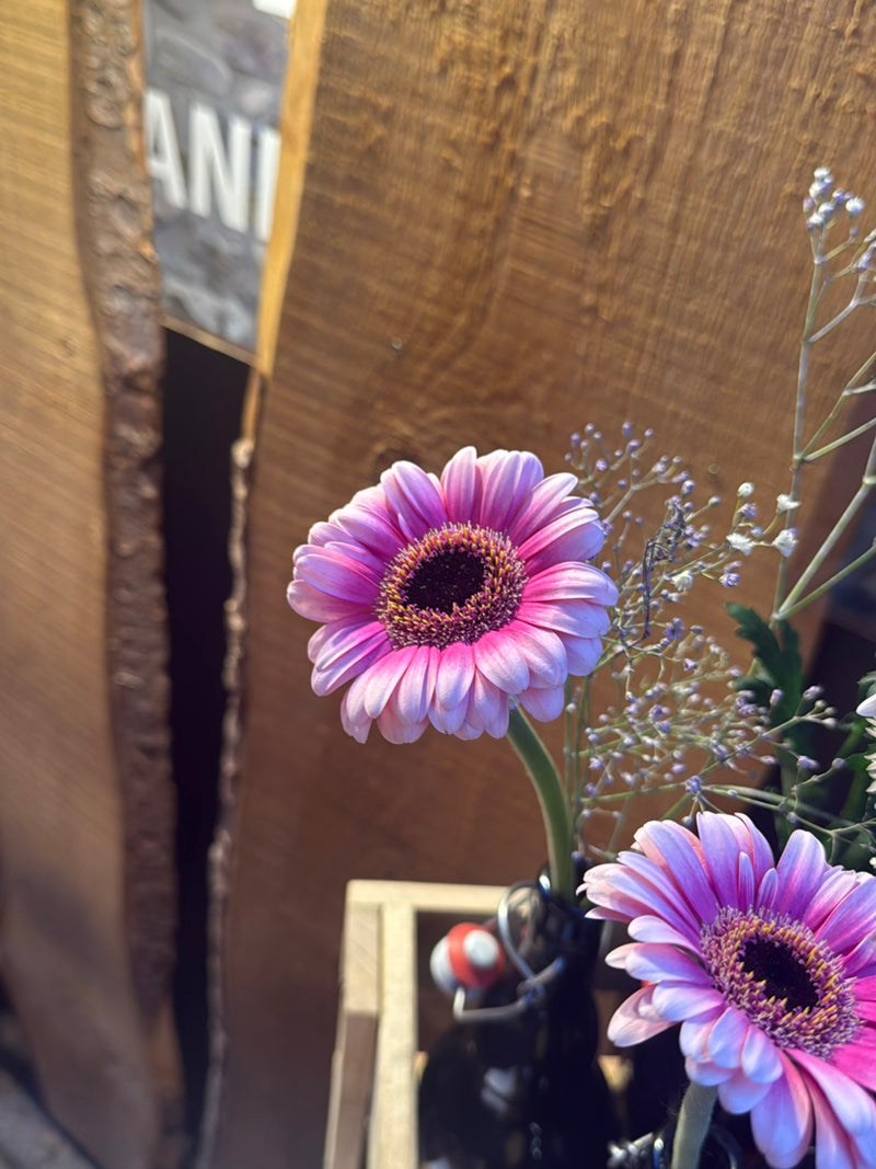 L'immagine mostra due fiori di gerbera rosa posizionati in una bottiglia come vaso davanti a una parete di legno.