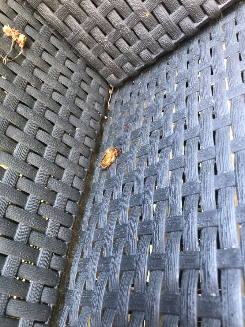 L'immagine mostra un maggiolino solstiziale che riposa su una superficie intrecciata scura. L'insetto si trova sul materiale strutturato.