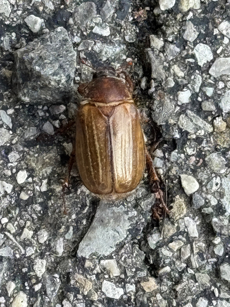 L'immagine mostra un melolon Dinitide visto dall'alto su uno sfondo pietroso. L'insetto riposa sul terreno.