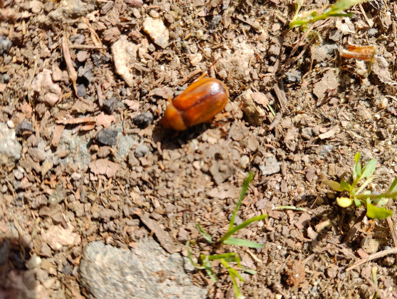 Un maggiolino settembrino si trova sul terreno bruno del bosco. La vista dall'alto mostra l'insetto marrone tra piccole pietre e terra.