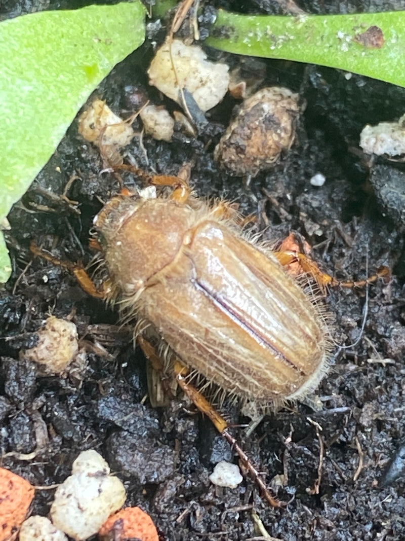 Un maggiolino di giugno si trova su terreno scuro tra foglie verdi. L'insetto setoloso è chiaramente visibile.