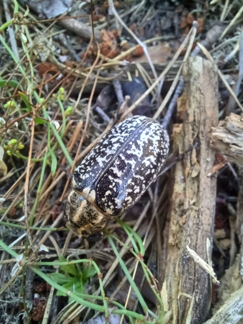 Scarabeo di chiurlo a coste — foto 1 di 3