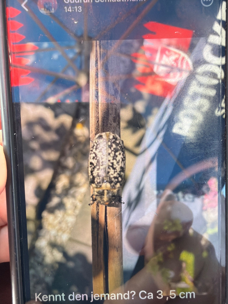 Scarabeo di chiurlo a coste — foto 3 di 3