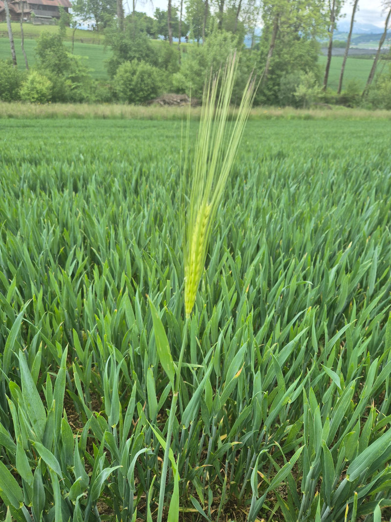 orzo — Bild 1