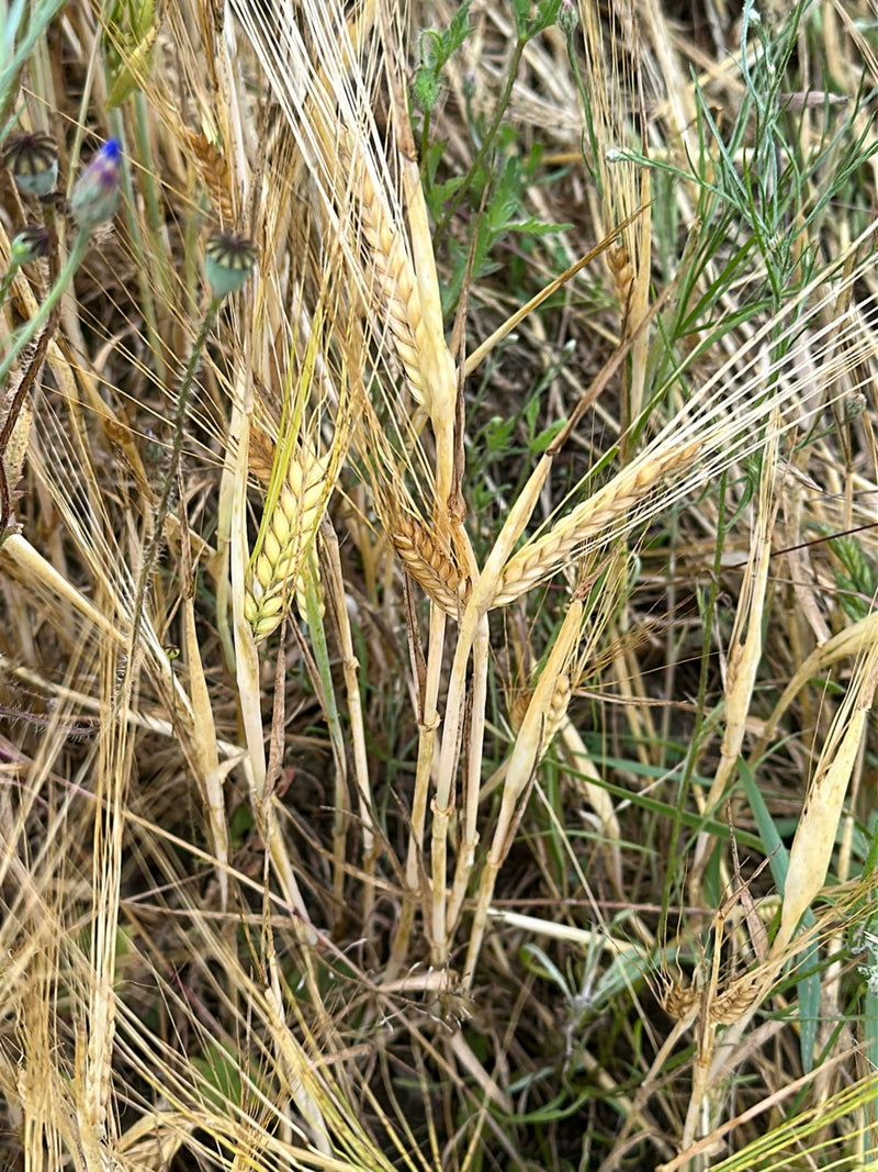 L'immagine mostra spighe d'orzo mature con lunghe ariste in un campo di cereali. Gli steli sono secchi e giallo dorato.