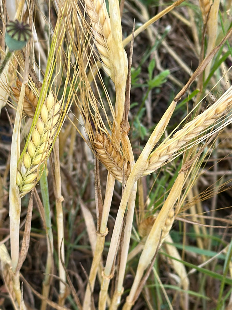 L'immagine mostra diverse spighe mature di orzo con lunghe aristie. Gli steli dei cereali sono vicini l'uno all'altro.