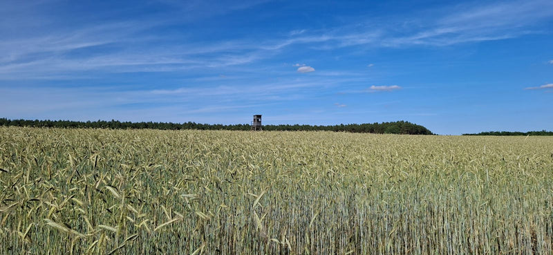 L'immagine mostra un vasto campo di cereali sotto un cielo azzurro. In lontananza, un singolo osservatorio si trova ai margini del bosco.