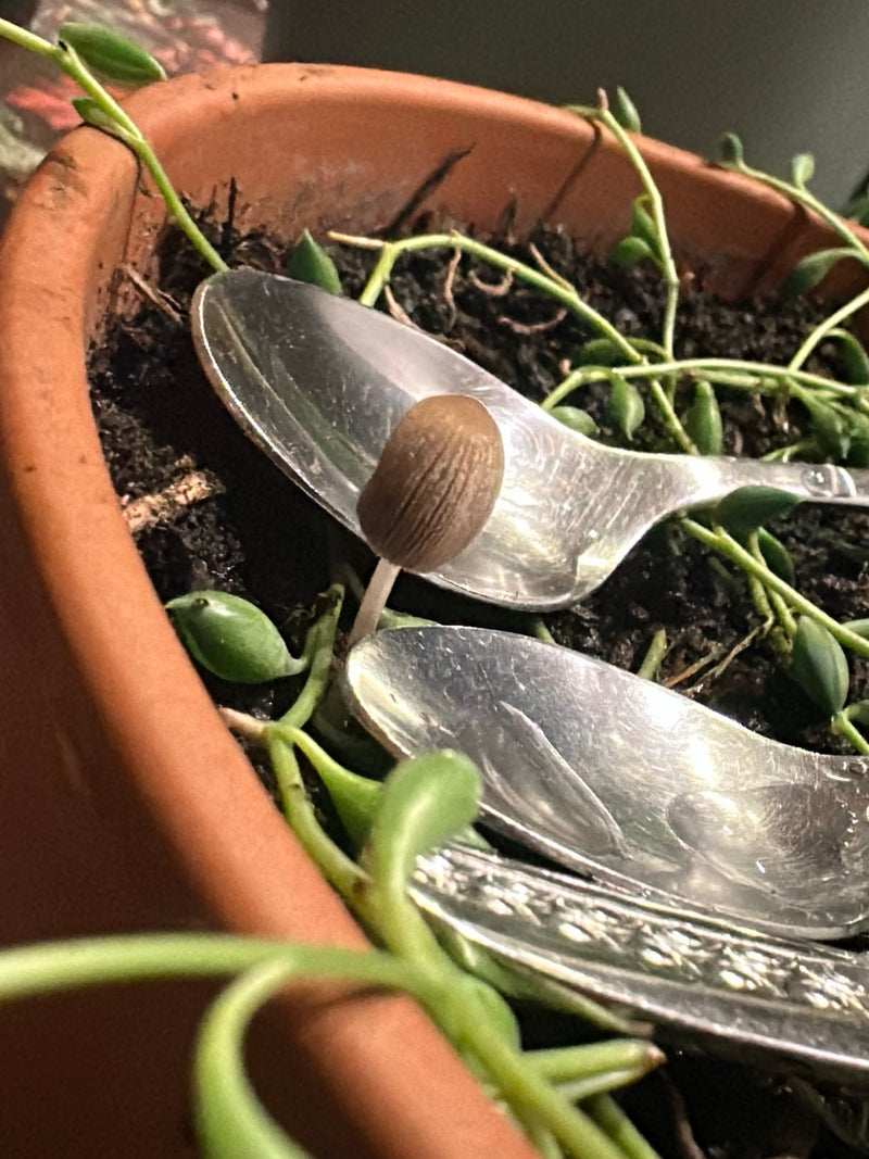 Tintura seminata — Bild 2