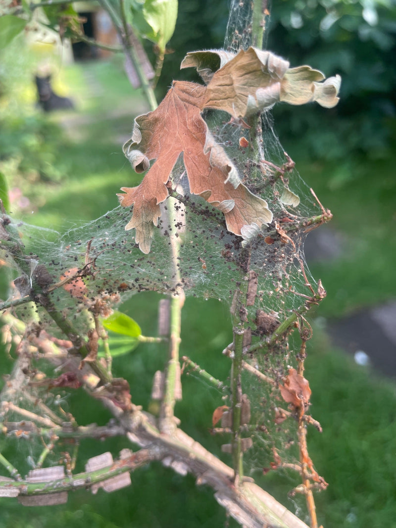 Falena web (genere) — foto 3 di 12