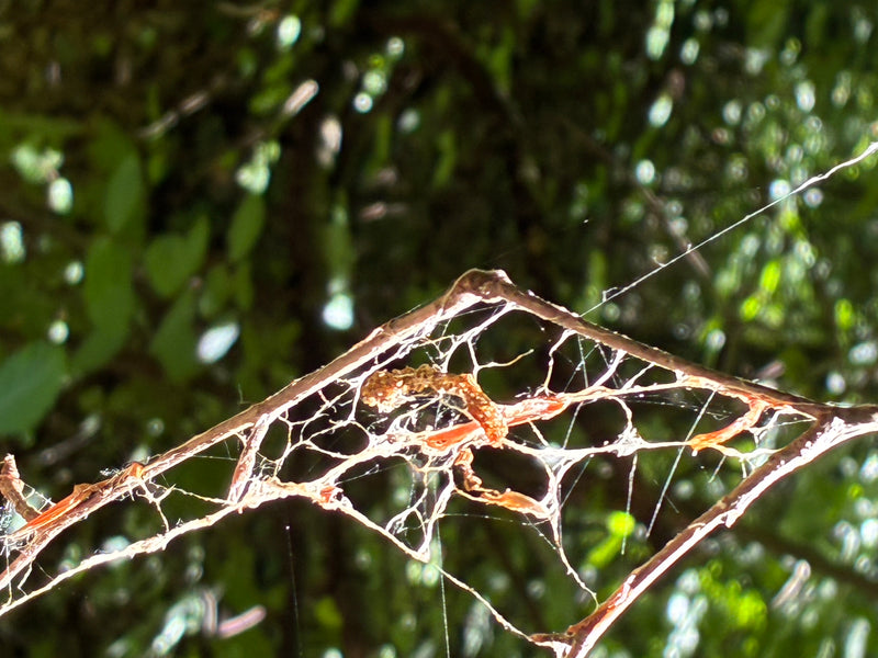Falena web (genere) — foto 2 di 12