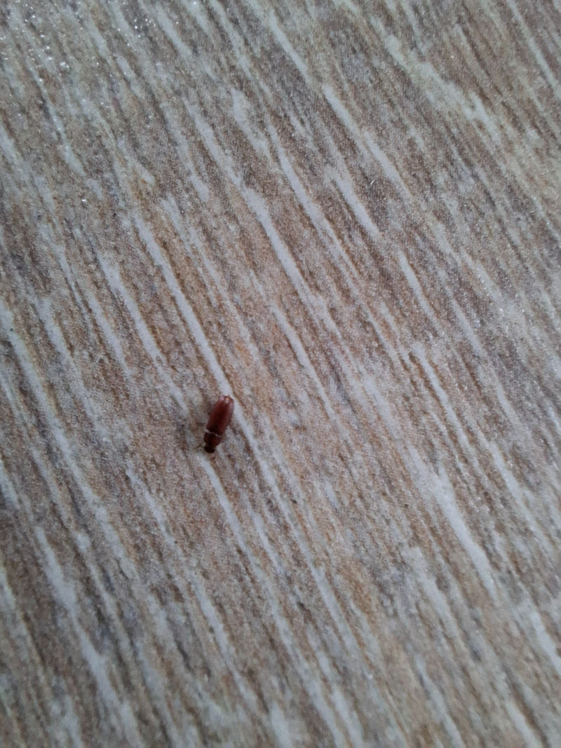 L'immagine mostra un bostrico dei cereali seduto su una superficie di legno chiaro.