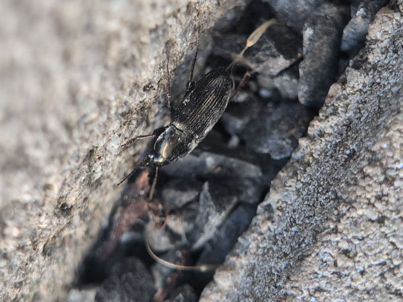 Getreidelaufkäfer — Bild 5