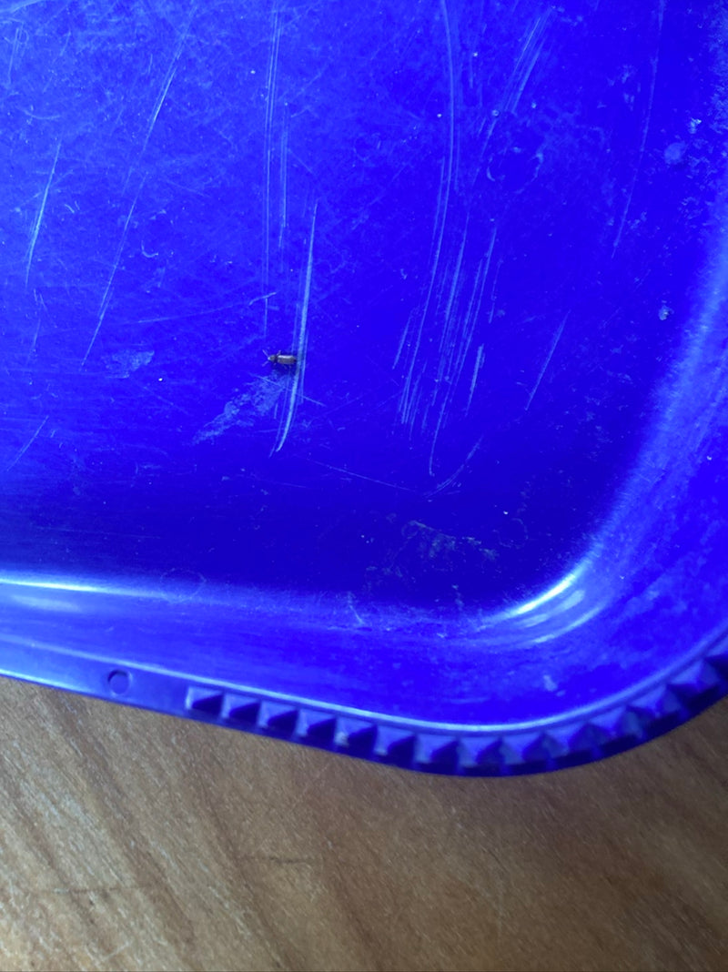 Un piccolo silvano delle derrate siede su una superficie di plastica blu graffiata. L'insetto è molto piccolo e occupa solo una frazione dell'immagine.
