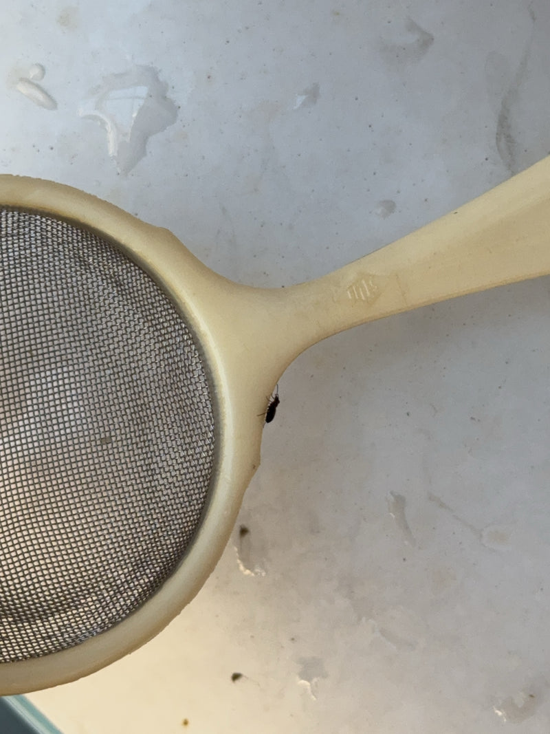 Un piccolo silvano delle granaglie siede sul bordo di un colino da cucina chiaro. L'insetto è molto piccolo e visibile solo come silhouette scura.
