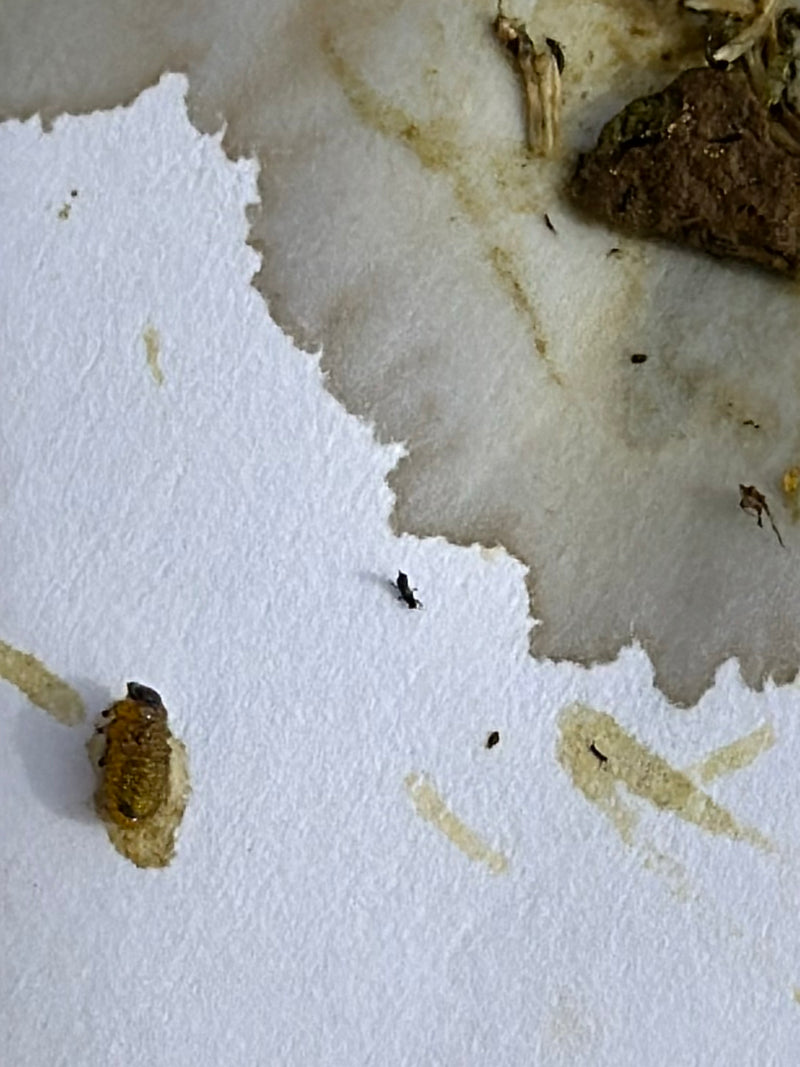 Piccoli Silvani surinamensi sono visibili su una superficie chiara e irregolare. Gli insetti appaiono molto piccoli rispetto all'inquadratura.
