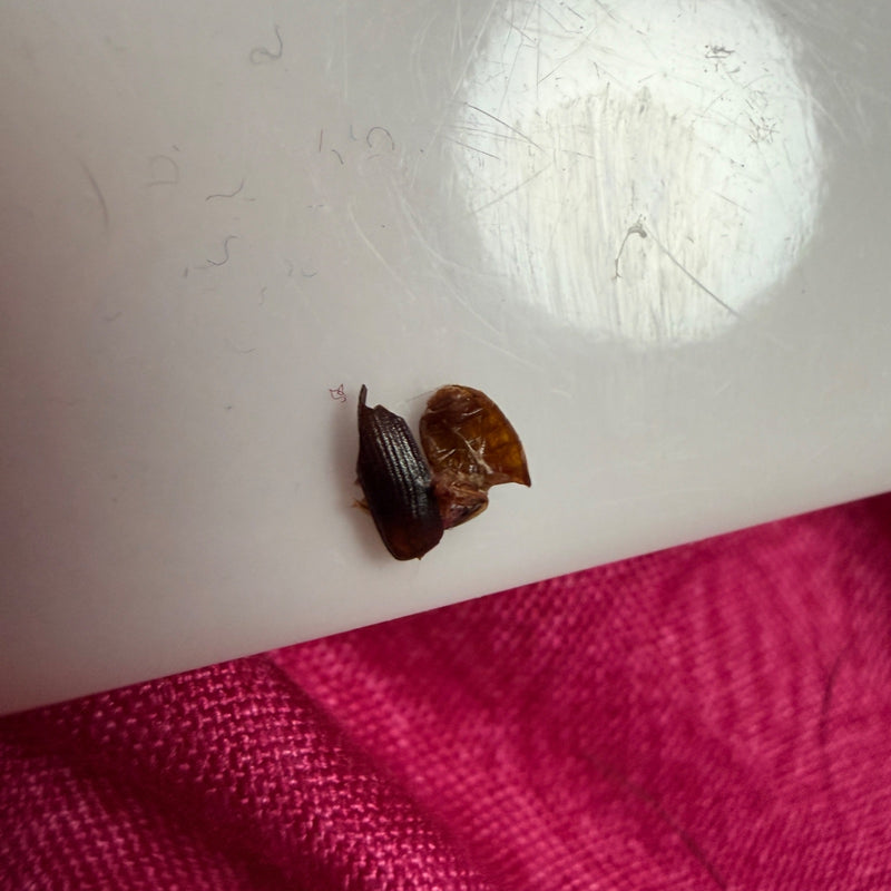Scarabeo di muffa di grano lucido — Bild 1