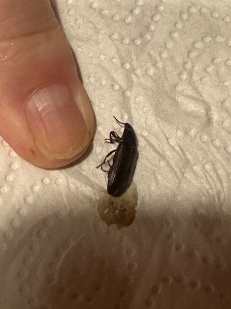 L'immagine mostra un Alphitobius diaperinus accanto a un pollice umano su carta bianca. Il coleottero scuro e allungato giace piatto sulla superficie.