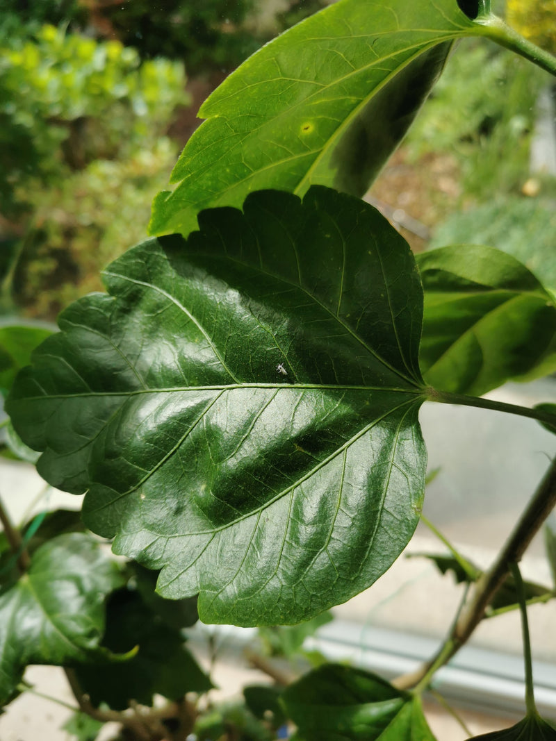 Cocciniglia di falena — Bild 1