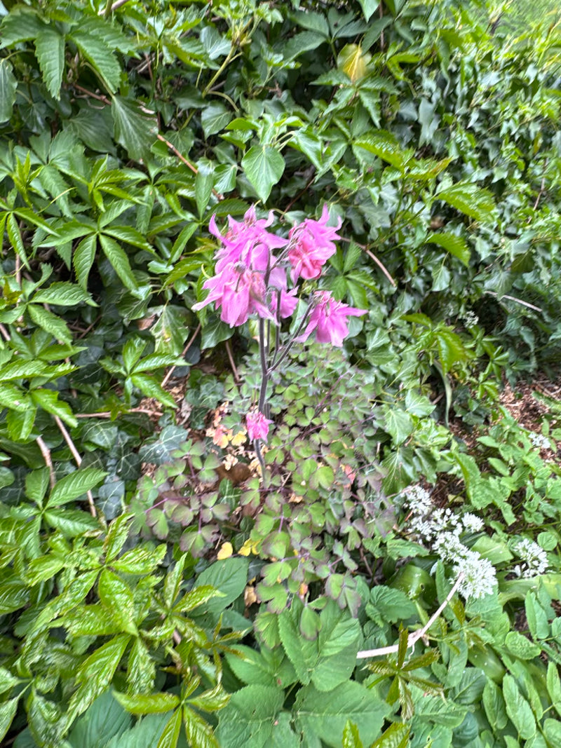 L'immagine mostra un'aquilegia in fiore con sorprendenti fiori rosa-viola e foglie caratteristiche. Cresce in mezzo a fogliame verde e altro sottobosco.