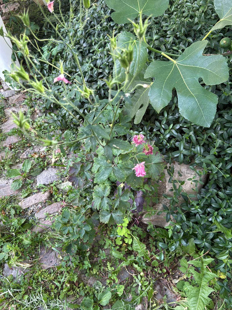 L'immagine mostra una pianta di aquilegia in fioritura che cresce tra altra vegetazione e pietre. I caratteristici fiori rosa e le foglie composte sono chiar...