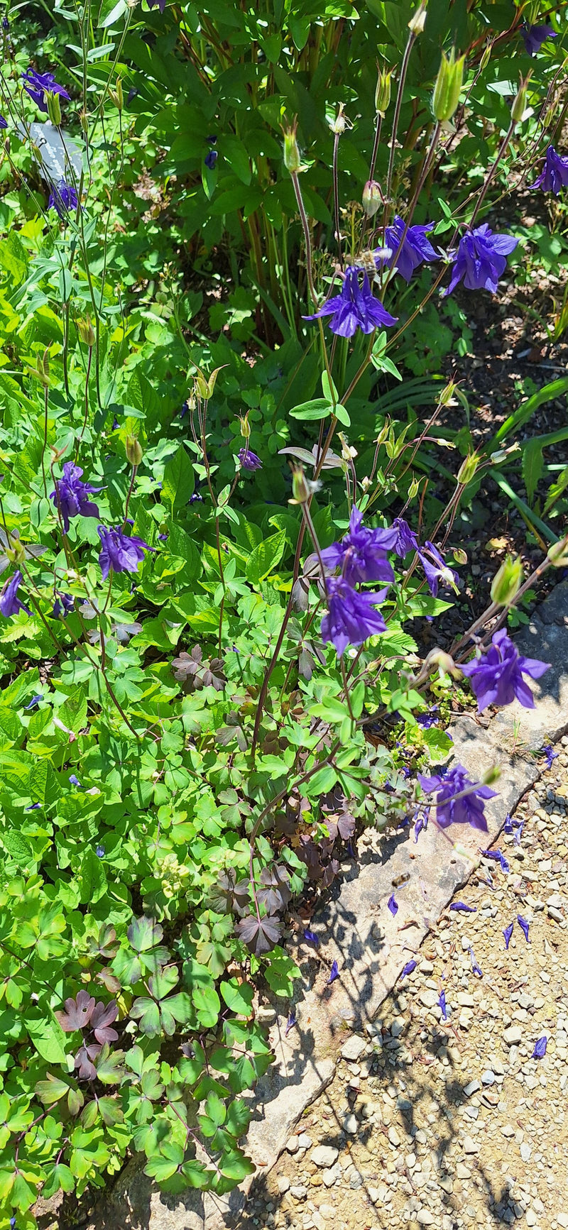 Si vedono diversi fiori viola e foglie verdi di un'aquilegia in un'aiuola del giardino. Le piante si trovano alla luce del sole accanto a un sentiero di ghia...