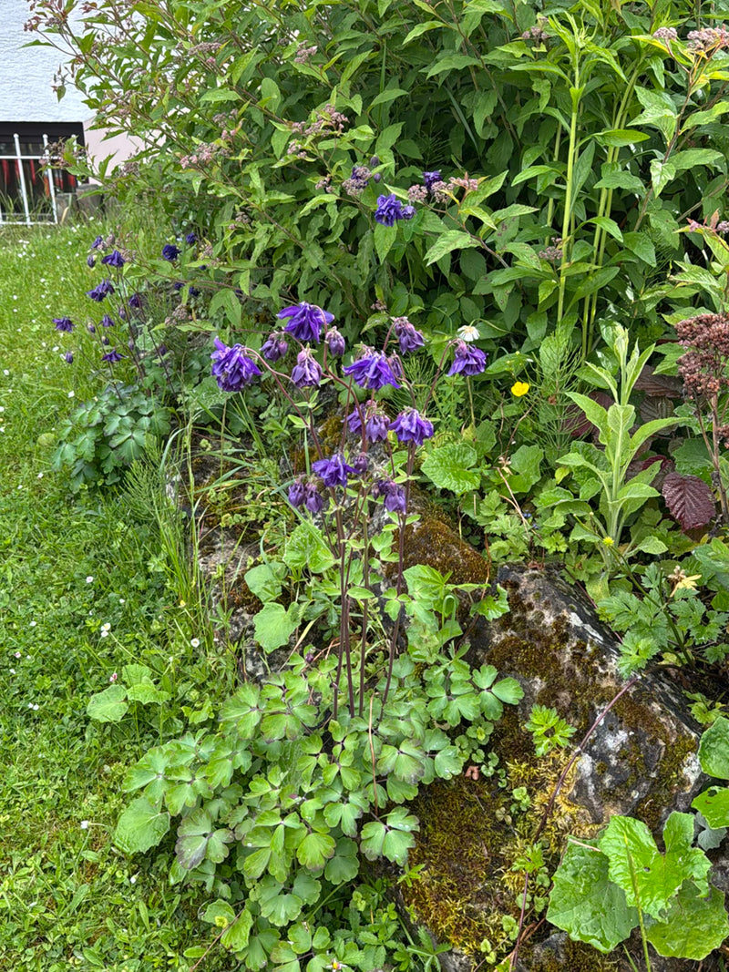 Si vede una colombina in fiore con caratteristiche pietre viola davanti a una vegetazione verde e una scarpata rocciosa.