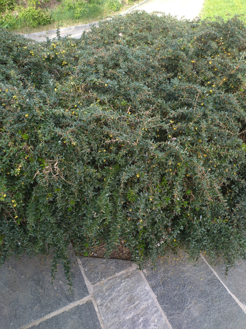 Crespino — Bild 1