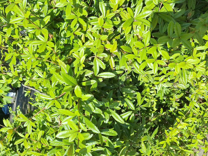 Si vede una sezione densa con molte foglie verde chiaro e rami sottili di un crespino. Lo scatto mostra il fogliame tipico dell'arbusto alla luce del sole.