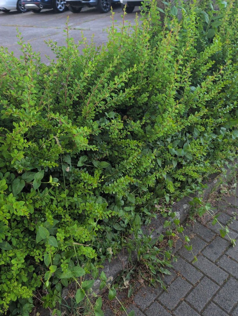 Si vede un fitto arbusto di crespino verde che cresce proprio accanto a un sentiero lastricato. Le foglie fini e i rametti riempiono l'inquadratura.