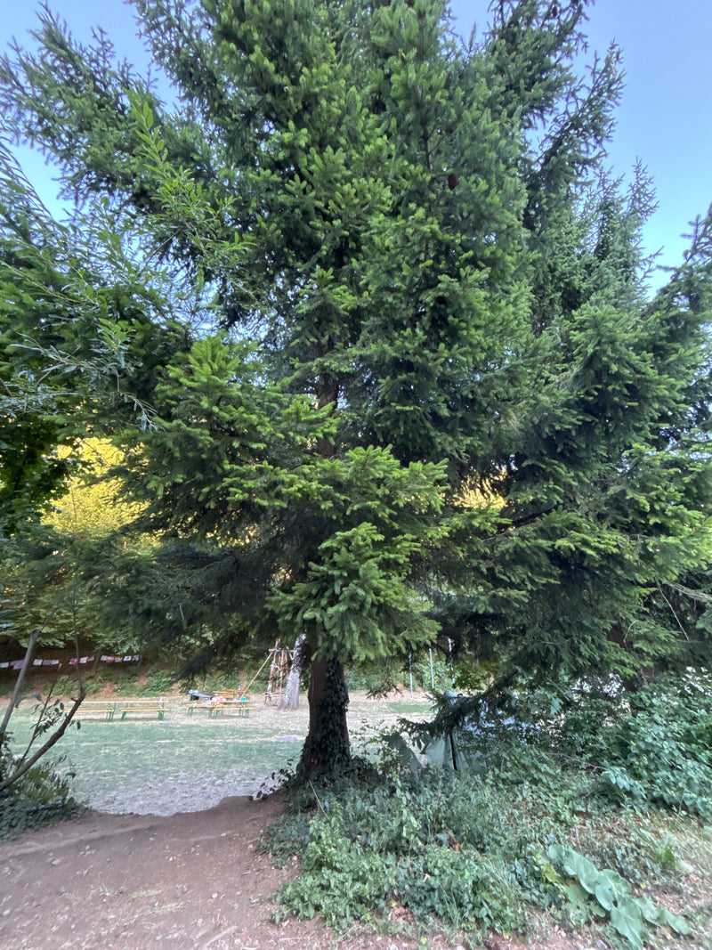 Abete Douglas comune — Bild 2