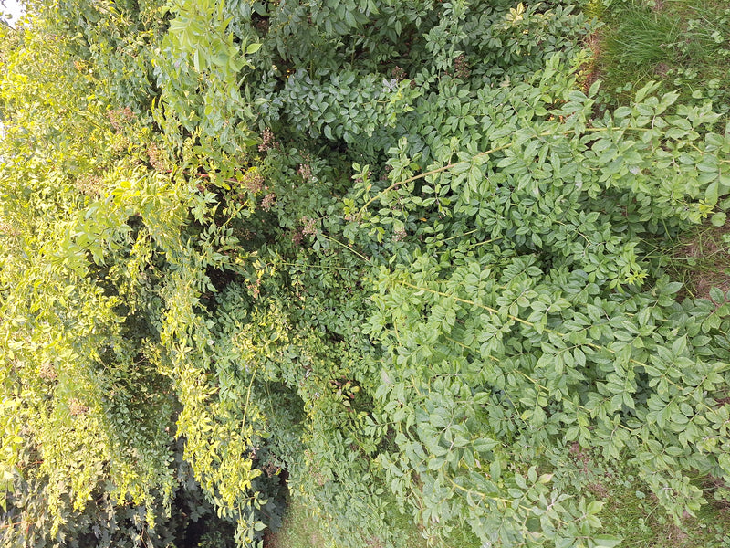 Si vede un ramo denso con le tipiche foglie pennate di un frassino maggiore. La pianta cresce in un ambiente naturale.