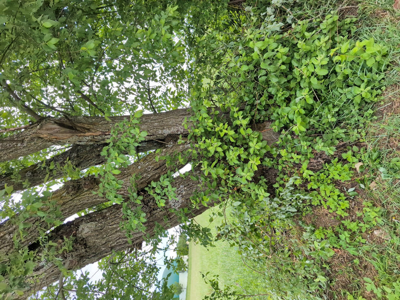 L'immagine mostra il tronco massiccio e il fogliame verde di un frassino maggiore in un ambiente naturale.