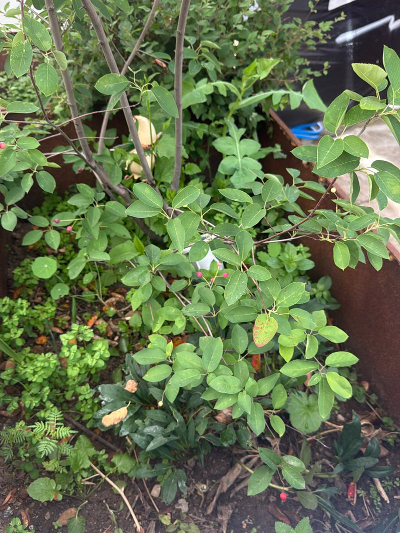 Si vede un giovane arbusto di amelanchier con foglie ovali e pochi frutti rossi sparsi. La pianta cresce in un'aiuola da giardino.