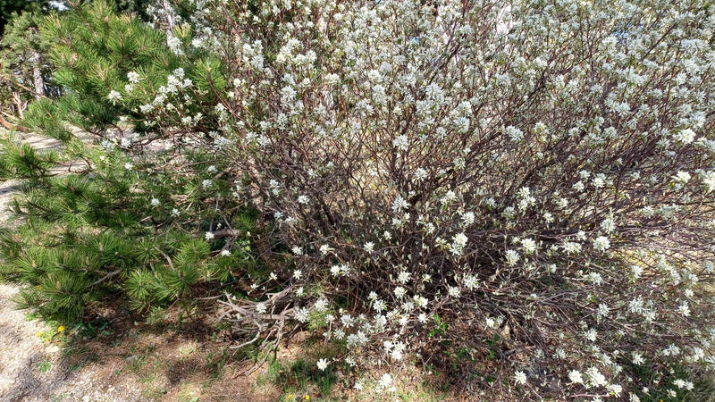 È visibile un arbusto di amelanchier riccamente fiorito con molti piccoli fiori bianchi. La pianta si trova all'aperto nel suo ambiente naturale.