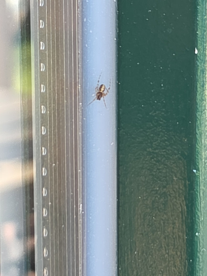 Una steatoda bipunctata è posata su un telaio di una finestra. Il piccolo ragno riposa tranquillamente sulla superficie liscia.