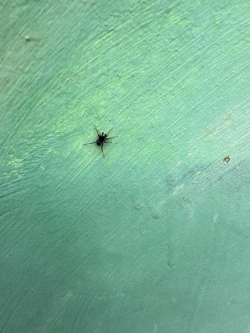 Un piccolo ragno siede su una parete verde e strutturata. Rimane immobile sulla superficie chiara.