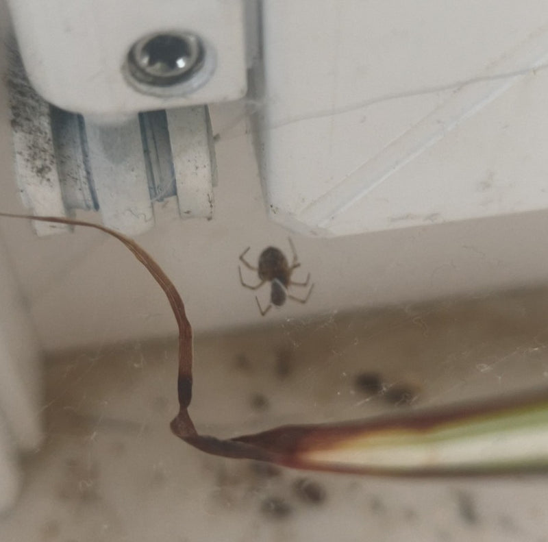 Un esemplare di Parasteatoda tepidariorum è appeso a testa in giù nella sua tela irregolare su una parete interna. Si intravede una pianta in primo piano.