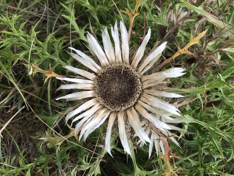 Cardo selvatico d'oro comune — foto 5 di 7