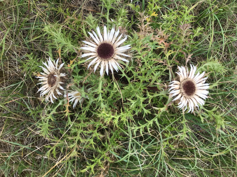 Cardo selvatico d'oro comune — foto 2 di 7