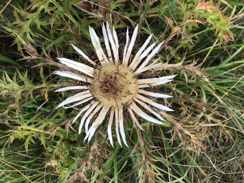 Cardo selvatico d'oro comune — foto 4 di 7
