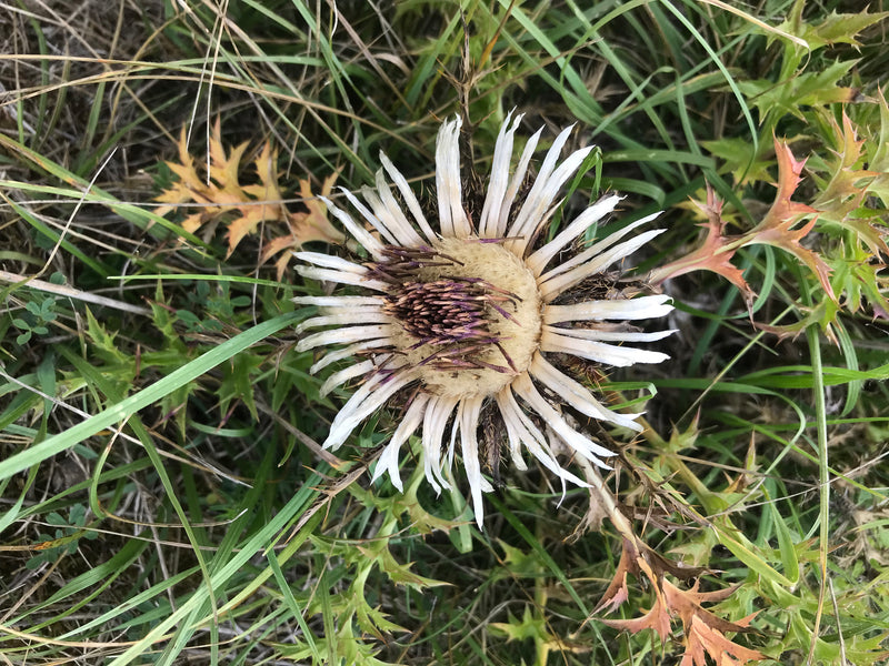 Cardo selvatico d'oro comune — foto 3 di 7