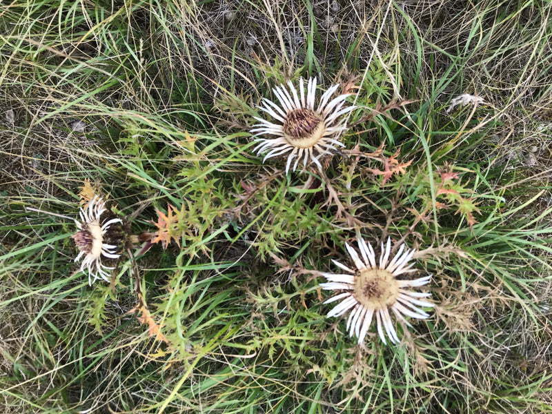 Cardo selvatico d'oro comune — foto 1 di 7