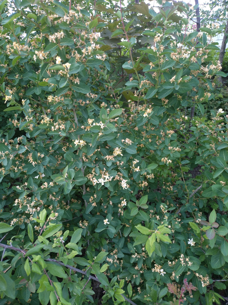 Caprifoglio comune — Bild 1