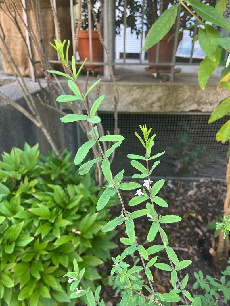 L'immagine mostra sottili germogli con foglie verdi opposte e piccoli fiori bianchi. Si tratta del caprifoglio ircole in un ambiente di giardino.
