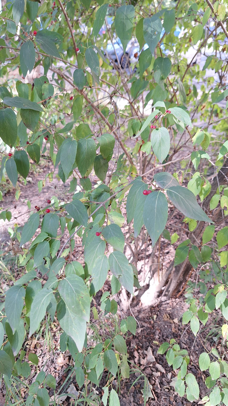 L'immagine mostra un arbusto di caprifoglio lonicera con foglie verdi e piccole bacche rosse. La pianta cresce in un ambiente naturale.