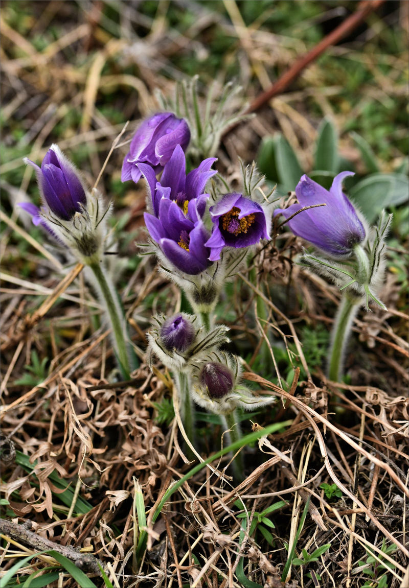 Diversi fiori e boccioli viola di anemone pulsatilla crescono vicini su terreno asciutto. Gli steli e i sepali sono visibilmente pelosi.