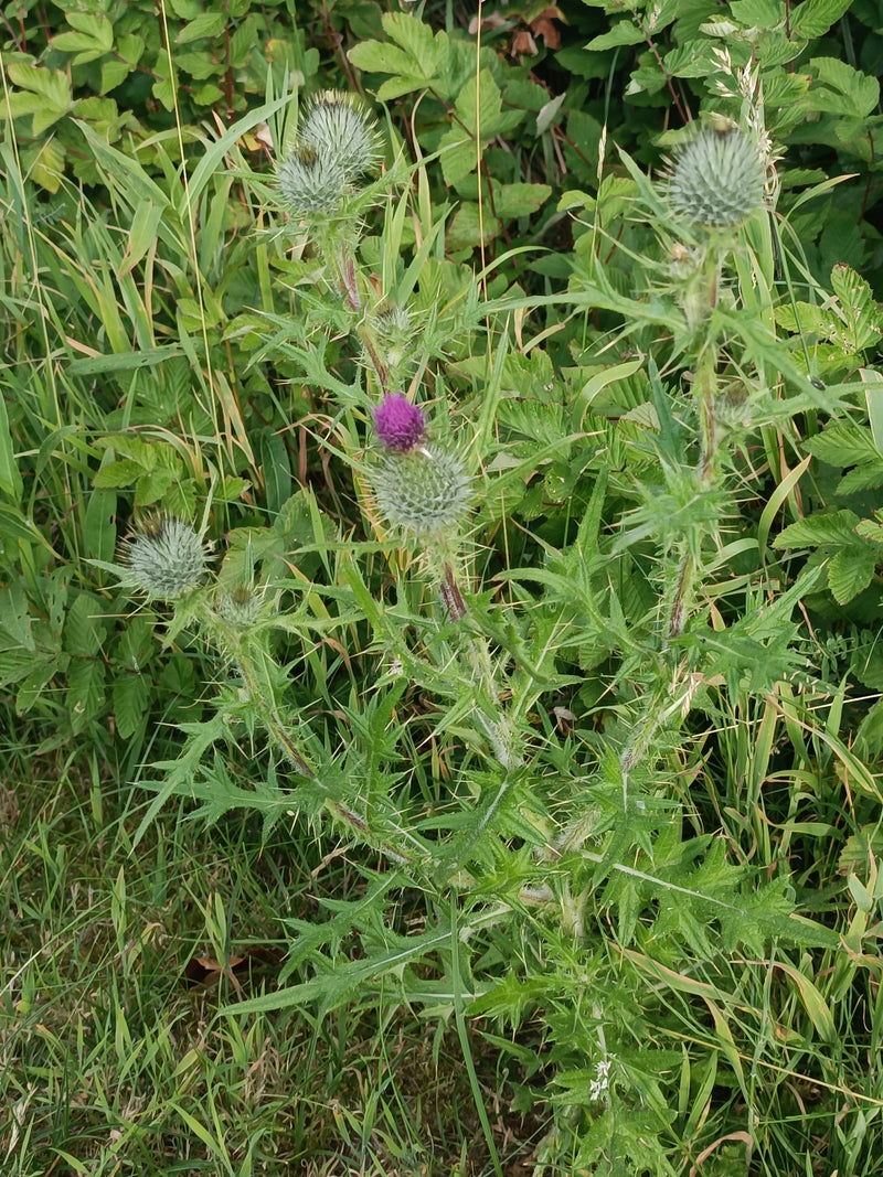 L'immagine mostra un cardo lanceolato con foglie spinose e capolini viola. La pianta cresce in un prato circondato da erba.